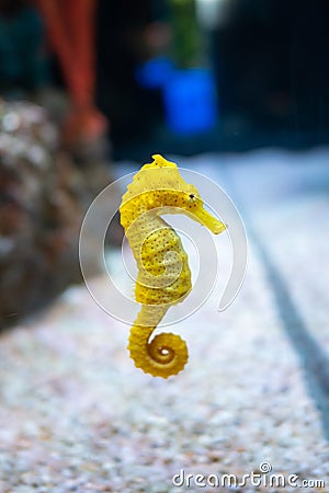 Sea horse in aquarium. These seahorses live in the warm seas around Indonesia, Philippines and Malaysia Stock Photo