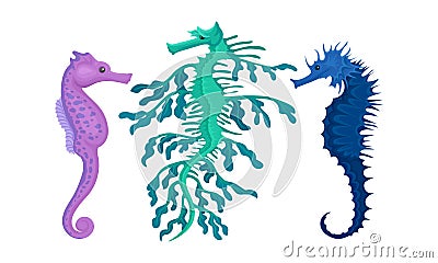 Sea Horse as Small Marine Fish with Bony Armour and Curled Prehensile Tail Vector Set Vector Illustration