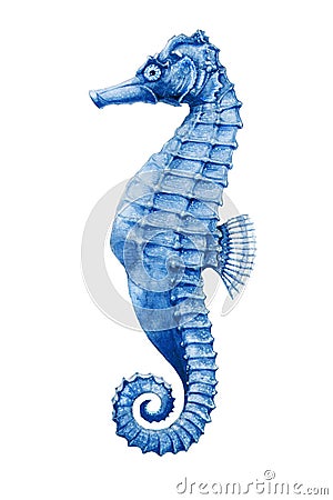 A sea-horse bright watercolor illustration. Hand drawn small tropical seahorse fish - aquarium colorful creature, isolated on whi Cartoon Illustration