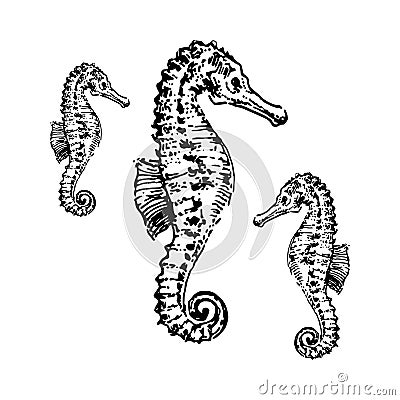 Sea horse hand drown illustration sketch vector Vector Illustration