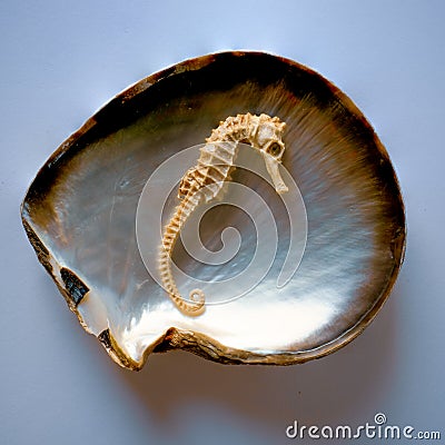 Sea Horse Skeleton in a Pearl Oyster Shell Stock Photo