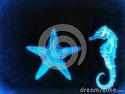 Sea horse & starfish Stock Photo