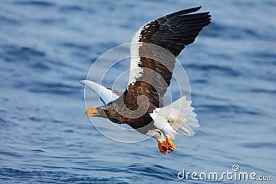 Sea hunter. Eagle flying above the sea. Beautiful Steller`s sea eagle, Haliaeetus pelagicus, flying bird of prey, with blue sea wa Stock Photo