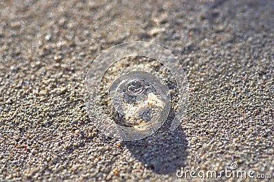 A small transparent jellyfish on the background of sand glows in Stock Photo