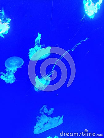 Sea jellyfish image Stock Photo