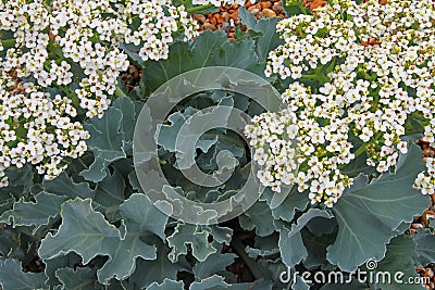 Sea Kale, Suffolk Beach Stock Photo