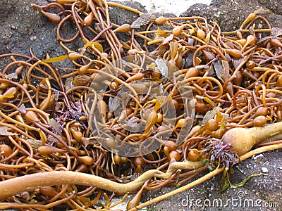 Sea kelp on the beach, Pacific Grove, California Stock Photo