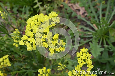 Sea Lavender Limonium sinuatum.Perez` s sea lavender, seafoam statice Stock Photo