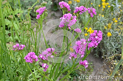 Sea Lavender Limonium sinuatum.Perez` s sea lavender, seafoam statice Stock Photo