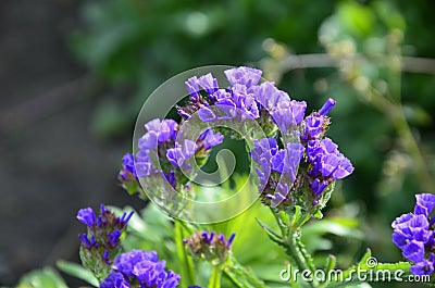 Sea Lavender Limonium sinuatum.Perez` s sea lavender, seafoam statice Stock Photo