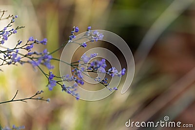 Sea lavender Limonium vulgare Stock Photo