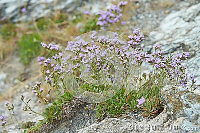 Sea lavender - Limonium vulgare flower Plumbaginaceae; Caryophyllales blooming in july at salt-rich sea coasts in the wadden sea Stock Photo