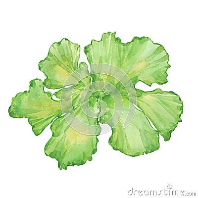 Watercolor sea lettuce Cartoon Illustration