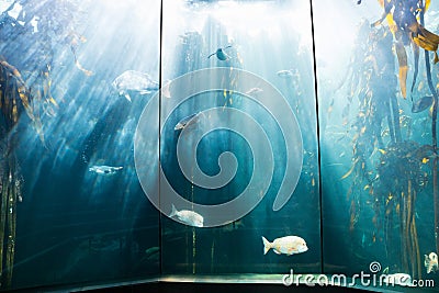 Sea life in a beautiful illuminating tank Stock Photo