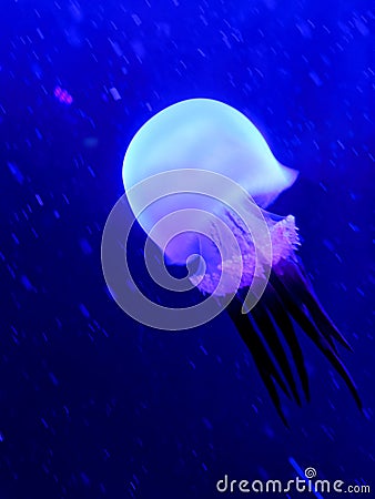 The Sea Life London Aquarium: Jellyfish Stock Photo