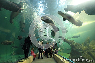 Sea life in Madrid Editorial Stock Photo