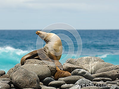 Sea lion Stock Photo