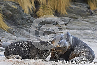 Sea Lion abducting a Southern Elephant Seal pup in the Falkland Islands Stock Photo