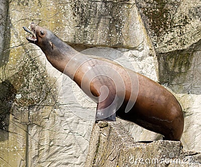 Sea lion catching a fish standing on a rock Stock Photo