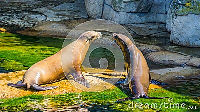 Sea lion couple sitting together on a rock at the waterside, Eared seal specie, Marine life animals Stock Photo