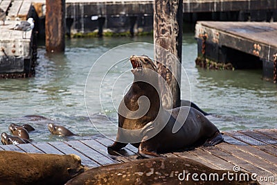 Sea lion family in San Francisco harbor Stock Photo