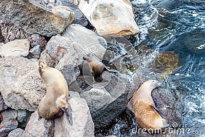 Sea lion, galapagos islands Stock Photo