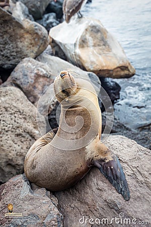 Sea lion, galapagos islands Stock Photo