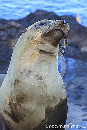 Sea Lion in the Galapagos Islands Stock Photo