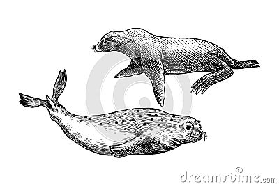 Sea lion and Harbor seal. Marine creatures, nautical animal. Fur seal or pinnipeds. Vintage retro signs. Doodle style Vector Illustration