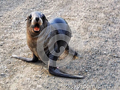 A sea lion pap on a gravel surface Stock Photo