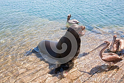 Sea Lion and 3 Pelicans on the marina boat launch in Cabo San Lucas Mexico Stock Photo