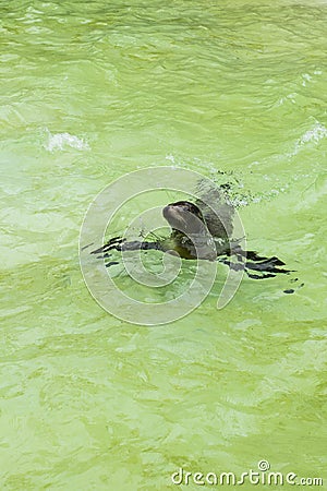Sea lion in pool Stock Photo