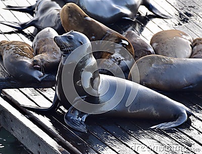 Sea Lion Stock Photo