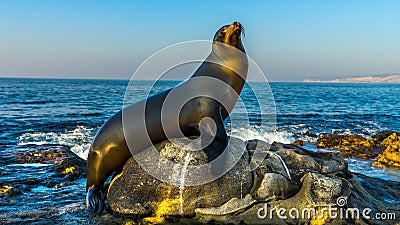 Sea lion posing, La Jolla Beach, San Diego, California. USA. Stock Photo