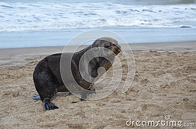 sea lion pup on the beach in carilo Stock Photo