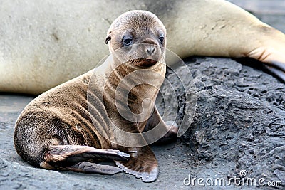 Sea Lion Puppy Stock Photo