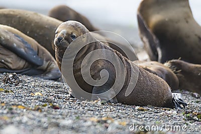 Sea lion puppy, on beach breeding colony, Stock Photo