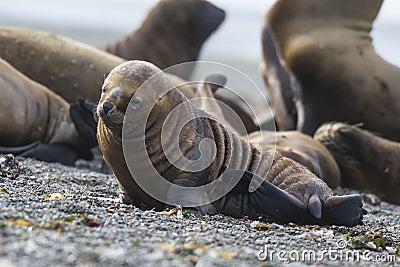 Sea lion puppy, on beach breeding colony Stock Photo