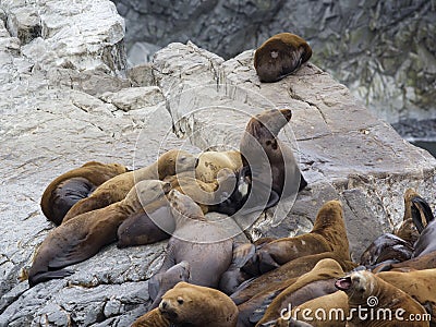 The sea lion rookery. Islands in the Pacific ocean near the coast of Kamchatka. Stock Photo