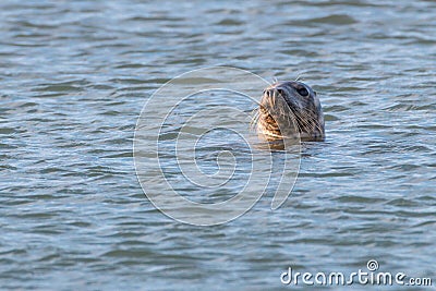 Sea lion Stock Photo