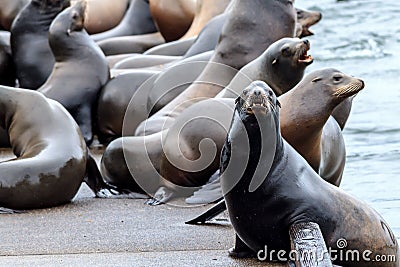 Sea lion stares at the camera. Stock Photo