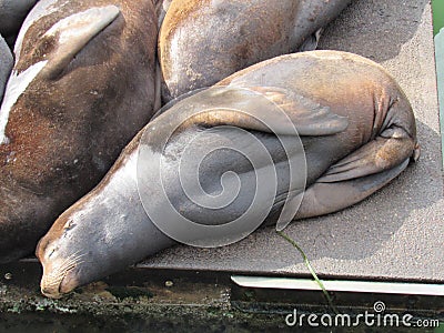 Sea lion sleeping Stock Photo