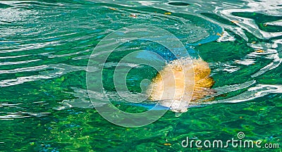 Sea lion swimming under water in closeup, Eared seal specie, marine life animals Stock Photo