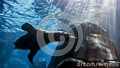 Sea lion swooshes around a rock as it swims underwater Stock Photo