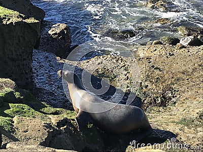 Sea lion walking on a rocky shore Stock Photo