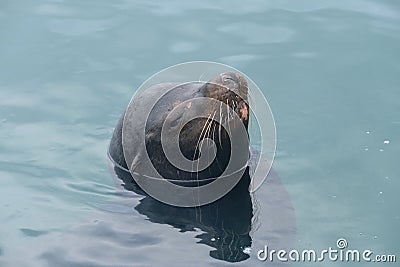 Sea Lion in water Stock Photo