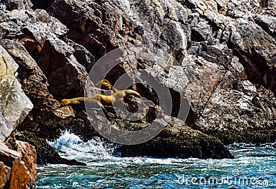 Sea lions in the Ballestas Islands 1 Stock Photo