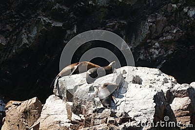 Sea lions in the Ballestas Islands in Paracas, Ica, Peru Stock Photo