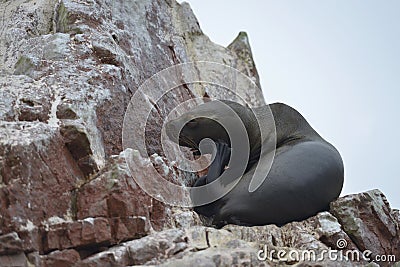 Sea lions, Ballestas islands, Peru Stock Photo