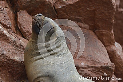 Sea lions, Ballestas islands, Peru Stock Photo